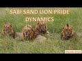 Sabi sand lion pride dynamics  march 2024