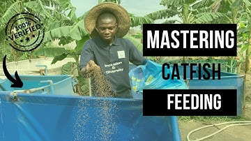 Mastering Catfish Feeding: Avoid Overfeeding & Minimize Waste for Optimal Growth