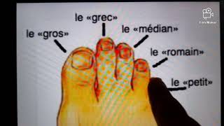 les doigts de pied