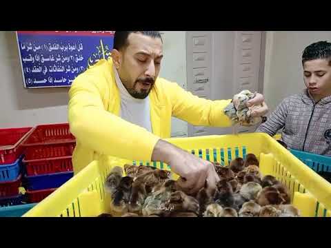 إنهيار كارثى ال4ب10ج يابلاش اسعار الكتاكيت والبط اليوم في معمل البرماوى 1 22