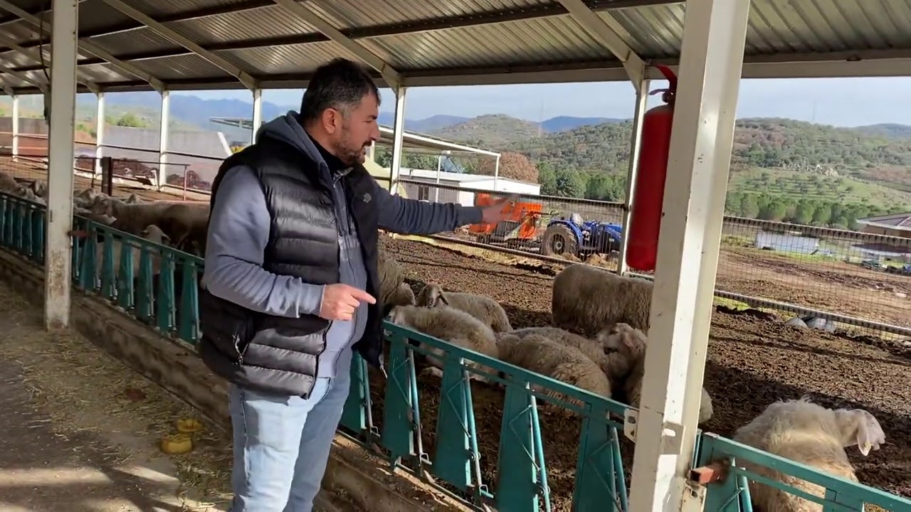 Süt koyunculuğunun yıllık gelir gider tablosu.