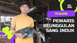 Ternak Bebek Pedaging - Itik Balagung (Kawin Silang Itik Alabio dan Bebek Entok)