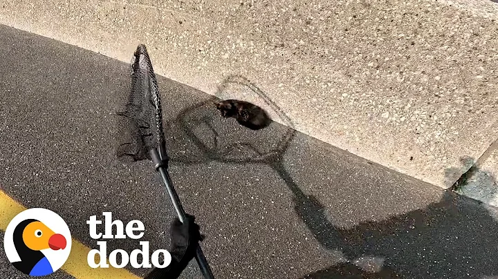 Guy Runs Across Highway To Rescue A Tiny Kitten | The Dodo