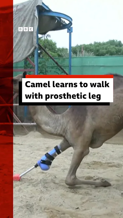 Camel learns to walk with prosthetic leg. #Camel #Pakistan #Zoo #BBCNews