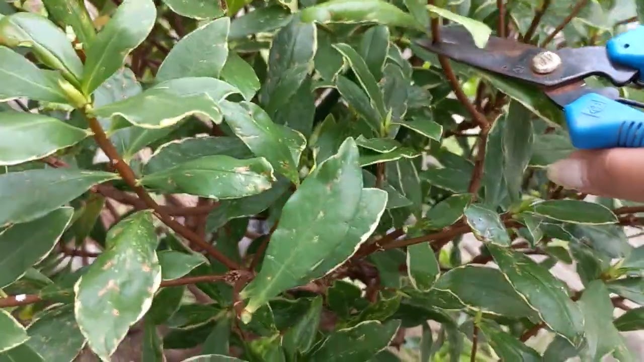 삐죽삐죽자란 천리향 가지치기 합니다 아주 잘 자라네요🍀