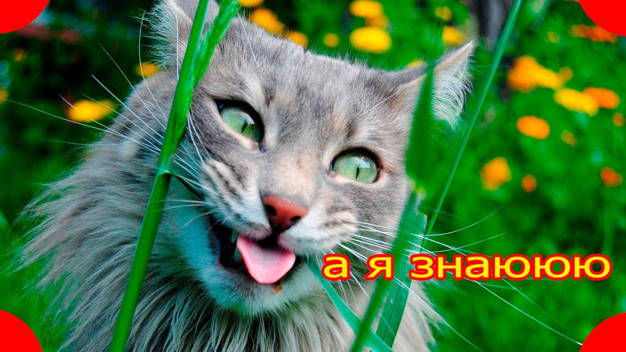 Что делать, если скучно в лесу? С НАМИ НЕ СОСКУЧИШЬСЯ! - YouTube