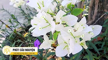 Phút Cầu Nguyện, Thứ Năm 02/06/2022:  Yêu Là Chấp Nhận Người Mình Yêu