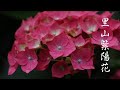 絶景 里山に咲く紫陽花 4K映像 2021/06/05 愛媛県大洲市平野