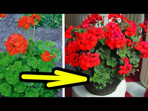 Wideo: Pelargonia Ogrodowa Lub Pelargonia (Pelargonium) - Gatunek, Uprawa