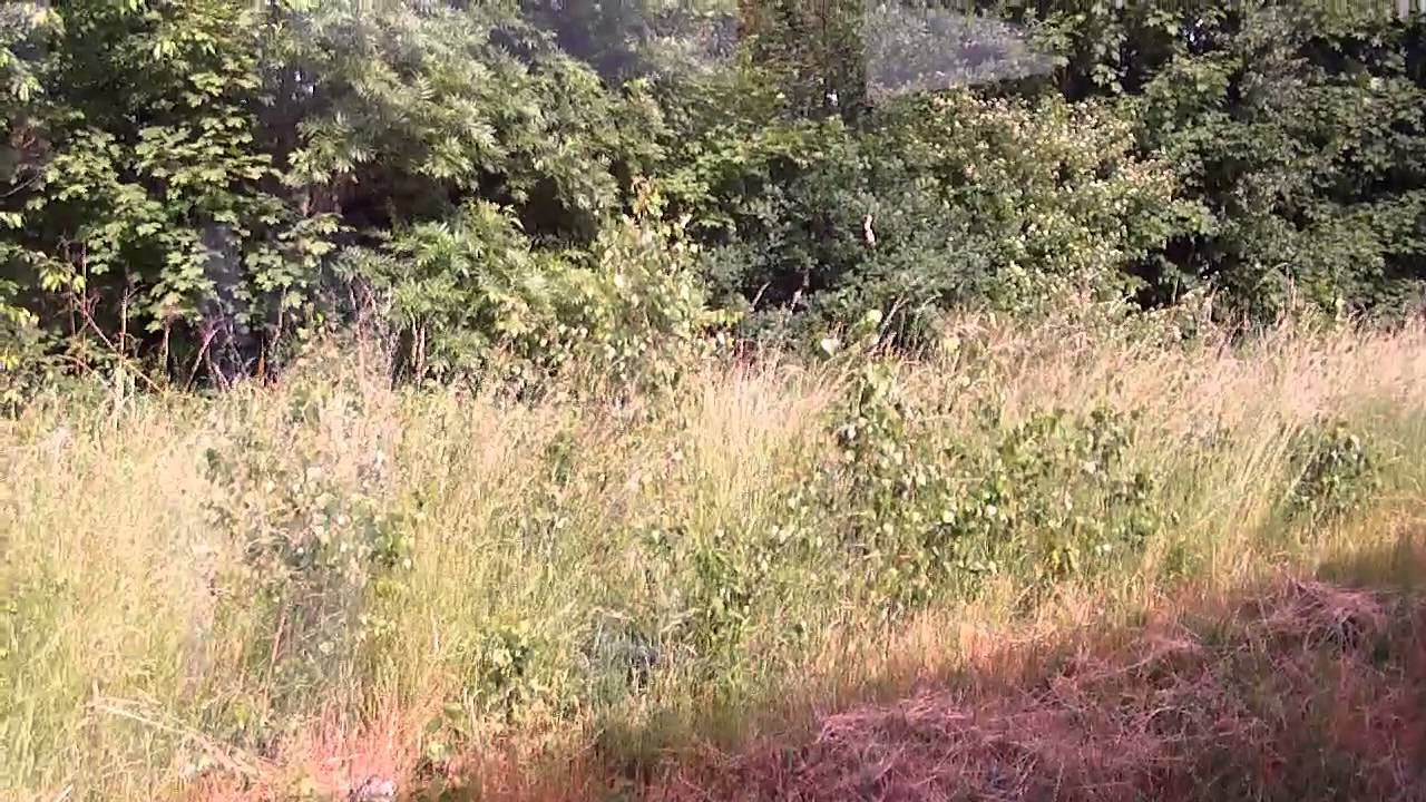 RB95 Zwickau Hbf - Johanngeorgenstadt (2015)