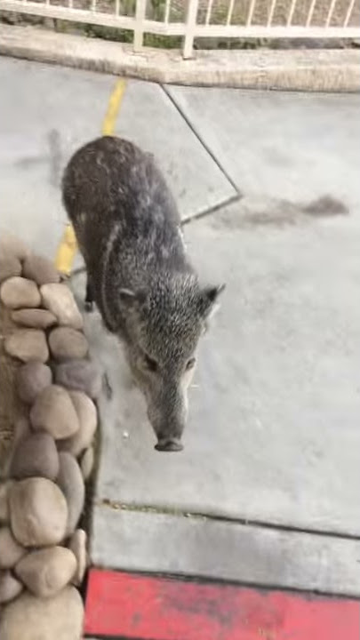 The javelina here aren’t scared of nothin