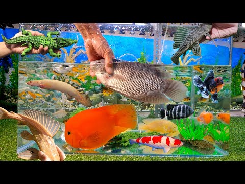 Video Con cá tai tượng khổng lồ bên trong hồ cá cảnh, cá... - youtube