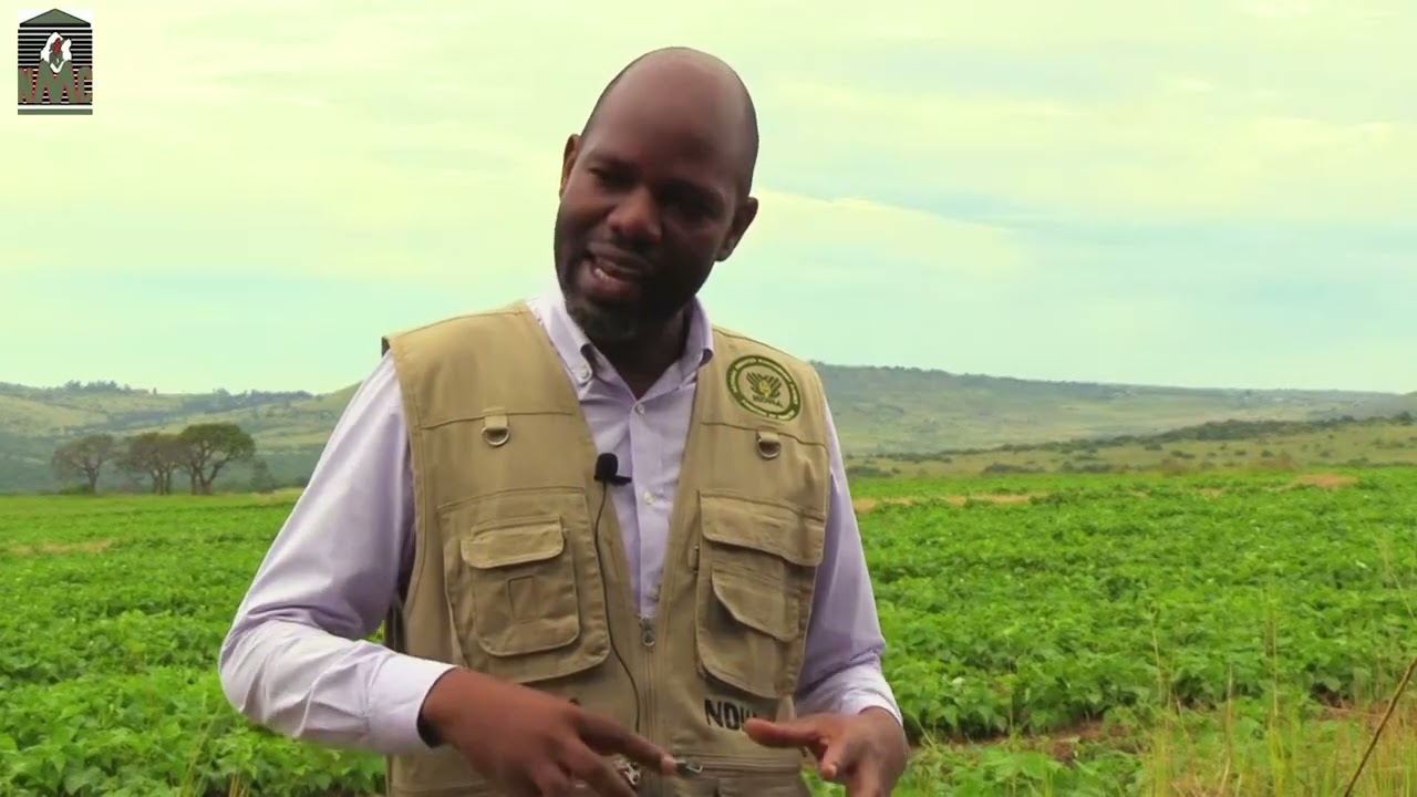 Still from Inside Eswatini's Bold Bean Revolution | 50ha Project to Cut Imports & Feed the Nation