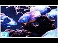 An Amazing Community Fish! Electric Blue Acara Care and Breeding