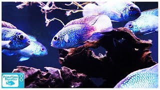 An Amazing Community Fish! Electric Blue Acara Care and Breeding