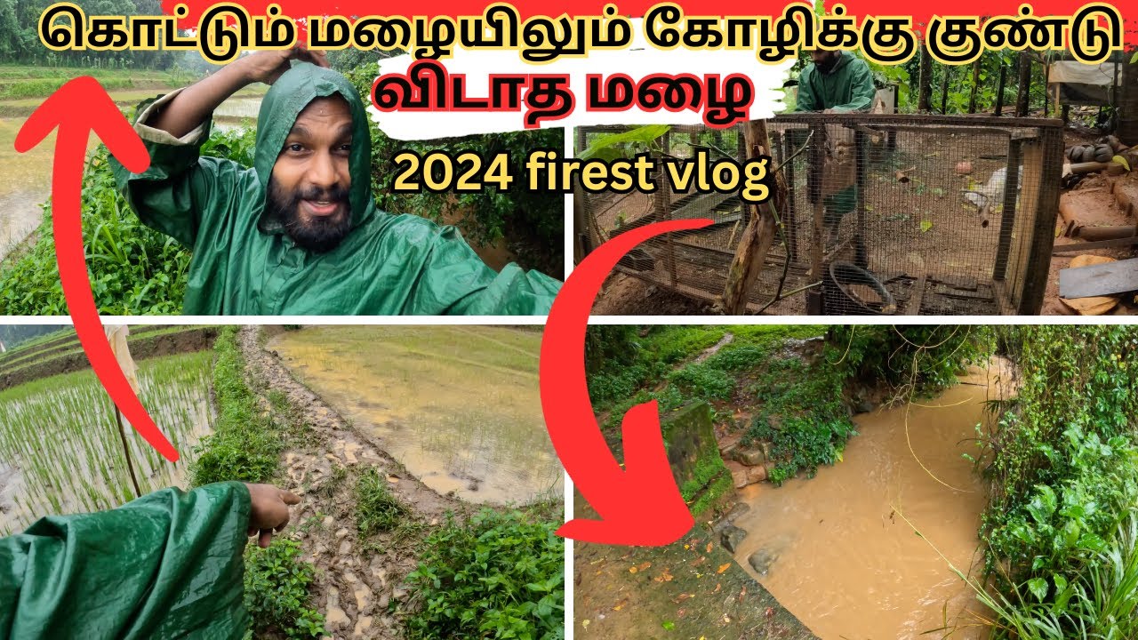 koli kudu seivathu eppadi Nattu kozhi valarpu in village YouTube