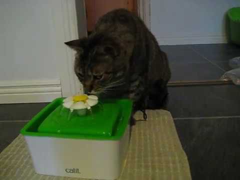 cat แปลว่า Drinking fountain for cats