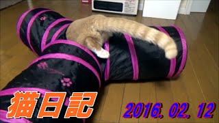 【猫の動画日記】ドギーマンみつまたプレイトンネルで遊ぶ♀猫こむぎ＆♂猫だいず；おもしろ猫動画”こむぎ＆だいず”