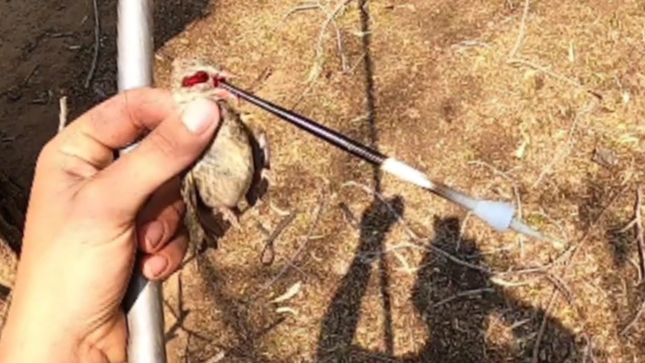 Blowgun Hunting With Quills? SNEAK PEEK INTO NEXT WEEK!!! YouTube