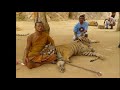 Bersanding Dengan Macan di Tiger Temple
