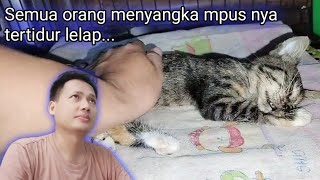 'Hima kitten Soleh, Kini Terbaring dengan Nyaman di Pembaringan terakhir...' 🥺 by Sahabat Meongers 1,065 views 2 weeks ago 13 minutes, 28 seconds