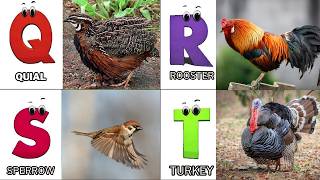 ABC Birds Sounds 79TH3 | Nursery Rhyme for Kids | Koko Study Class