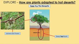 GCSE Living World 17: Hot Desert Adaptations