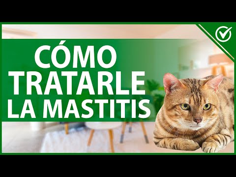 🐈 ¿Qué es la Mastitis en las Gatas y Cómo se Trata? - Guía Felina 🐈🤒 hqdefault