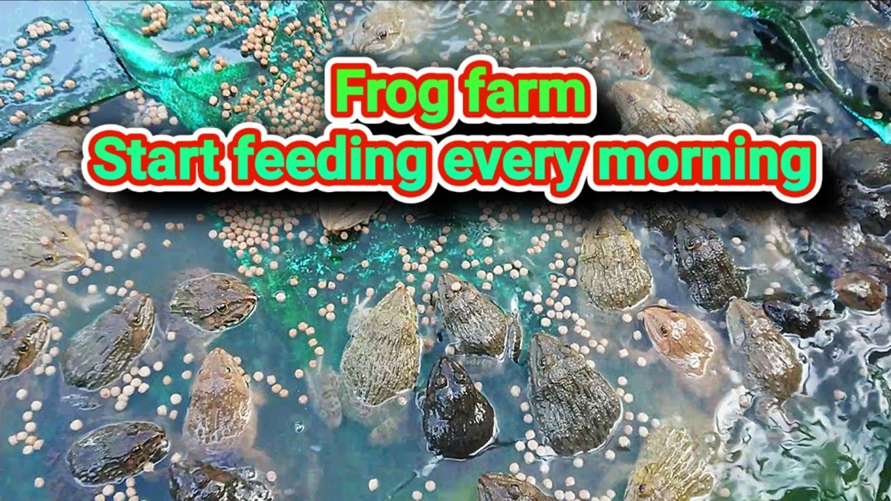 Frog farm, Start feeding every morning