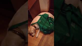 Пришел домой, а собака сумку нацепила, на дачу собралась! Пришел домой, а собака сумку нацепила, на дачу собралась!