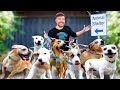 I Adopted EVERY Dog In A Dog Shelter | @MrBeast | @MBVideos1122