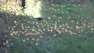 Yellow woodpecker (yaffle) eating apples in our garden
pretty much as in the title. Yellow woodpecker (yaffle) eating apples in our garden