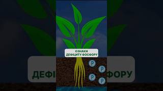 Фосфор у живленні рослин: для чого потрібен та ознаки дефіциту. #живленнярослин #фосфор #удобрення