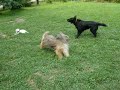 Parson Russell Terrier Attractive Aramis of Green Spirits - Lenny plays with Alva and Cessy