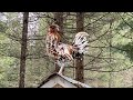 How chickens stay warm off grid #shorts