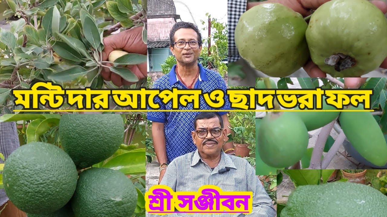 মন্টি দার আপেল ও ছাদ ভরা ফল||Apple & Fruits Garden Of Manti Da||Shree Sanjiban||