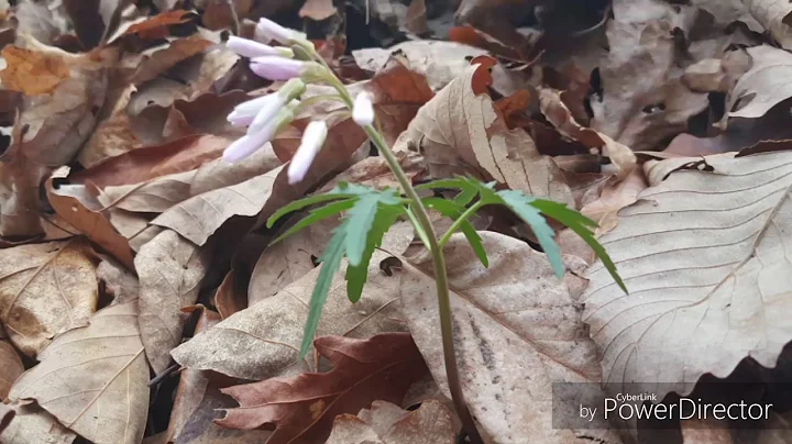 JourneyonaBike #6.17: Hike (some bike clips)  -Paw Paw Tunnel (Waterfall) & Tunnel Hill Trail(Apr 2)