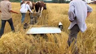 2012 Tillers Harmee Grain Reaper Trials