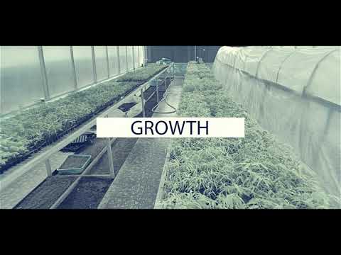 Greenhouses - video from Bhanu Biotech