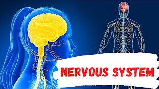 Nervous System Questions and Answers Nervous System Quiz Nervous System MCQs nervous system