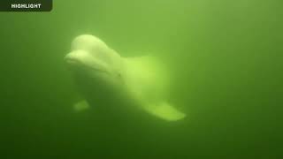 Beluga Boat Underwater | 2023 Highlights by Explore Oceans 8,053 views 8 months ago 34 minutes