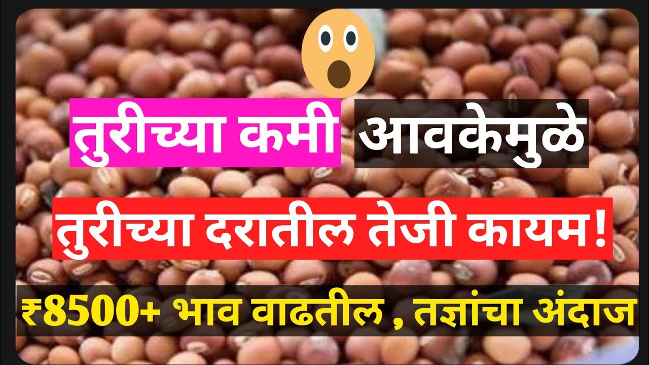 Tur Market Rate Tur bhav 2023 मध्ये वाढनार YouTube