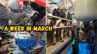 Sometimes Luck Is On Your Side || How A Small Change Can Make A Big Difference by IFarm WeFarm 58,516 views 1 month ago 20 minutes