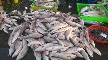 Chợ đầu mối bình điền sáng thứ sáu cá sửu 50k cá ngân 30k cá đói 40k 