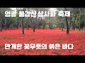 전남 영광 불갑산 상사화 축제 / 만개한 꽃무릇의 붉은 바다 I 국내여행 VLOG