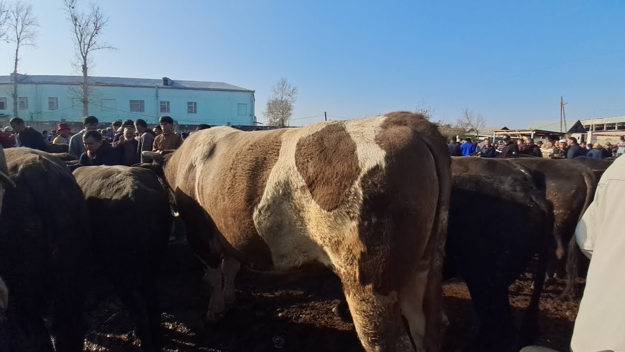 МОЛ БОЗОРИ ШАХРИТУС МАРХАМАТ 