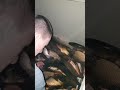Repopulare  Balta Mariuta 4 cu 1 Tona Crap Romanesc !!!