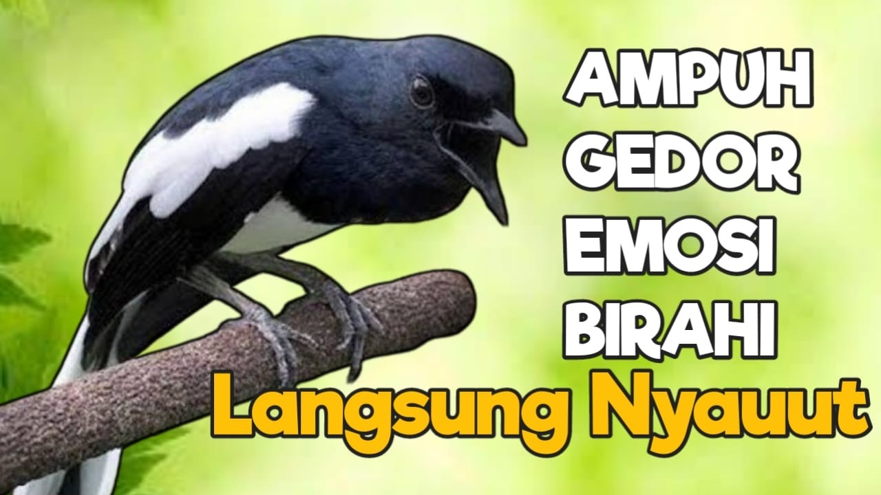 TERAPI KACER GACOR INI AMPUH ATASI KACER MACET BUNYI LANGSUNG NYAUT EMOSI BUKA EKOR