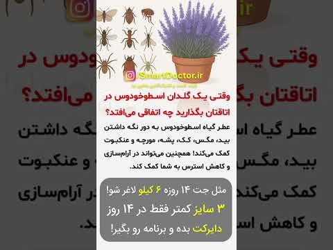 خداحافظی با حشرات مزاحم فقط با یک گلدان اسطوخودوس راز آرامش و خانه ای بدون پشه