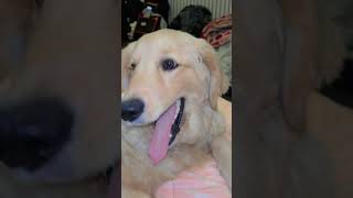 zoe 😂#shortvideos #shorts #viral #dog #goldenretriever #ytshorts #youtube #pets